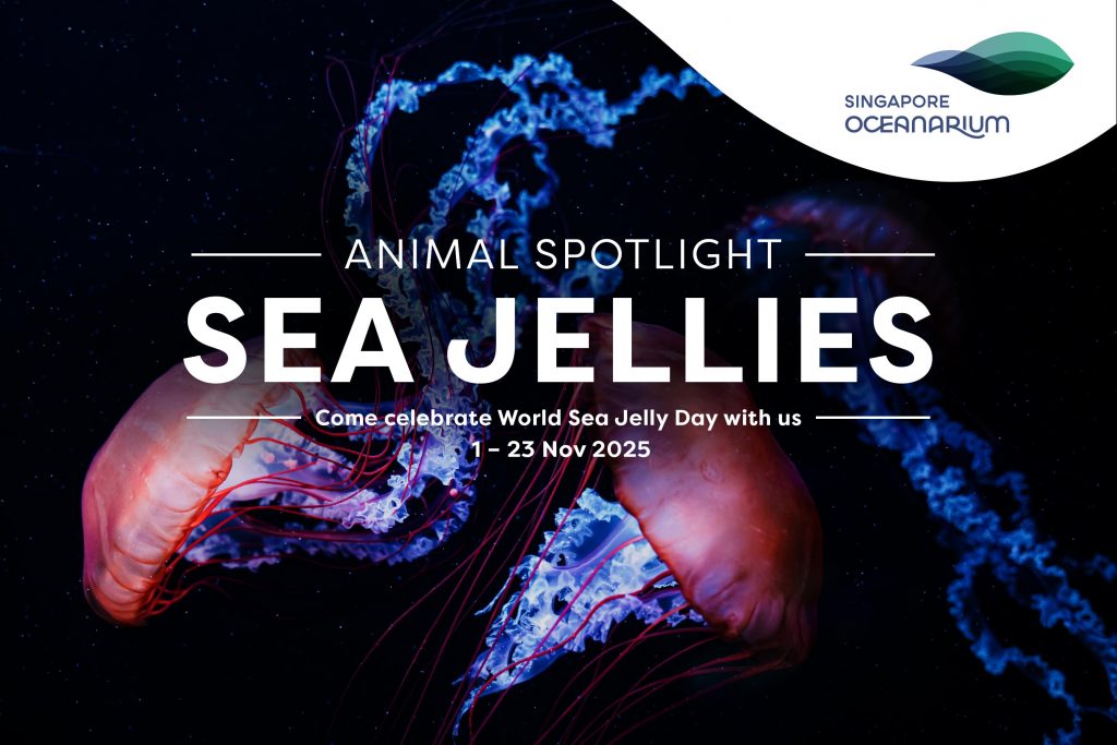 Singapore Oceanarium Shines the Spotlight on Sea Jellies for World Sea Jelly Day 2025 - Alvinology