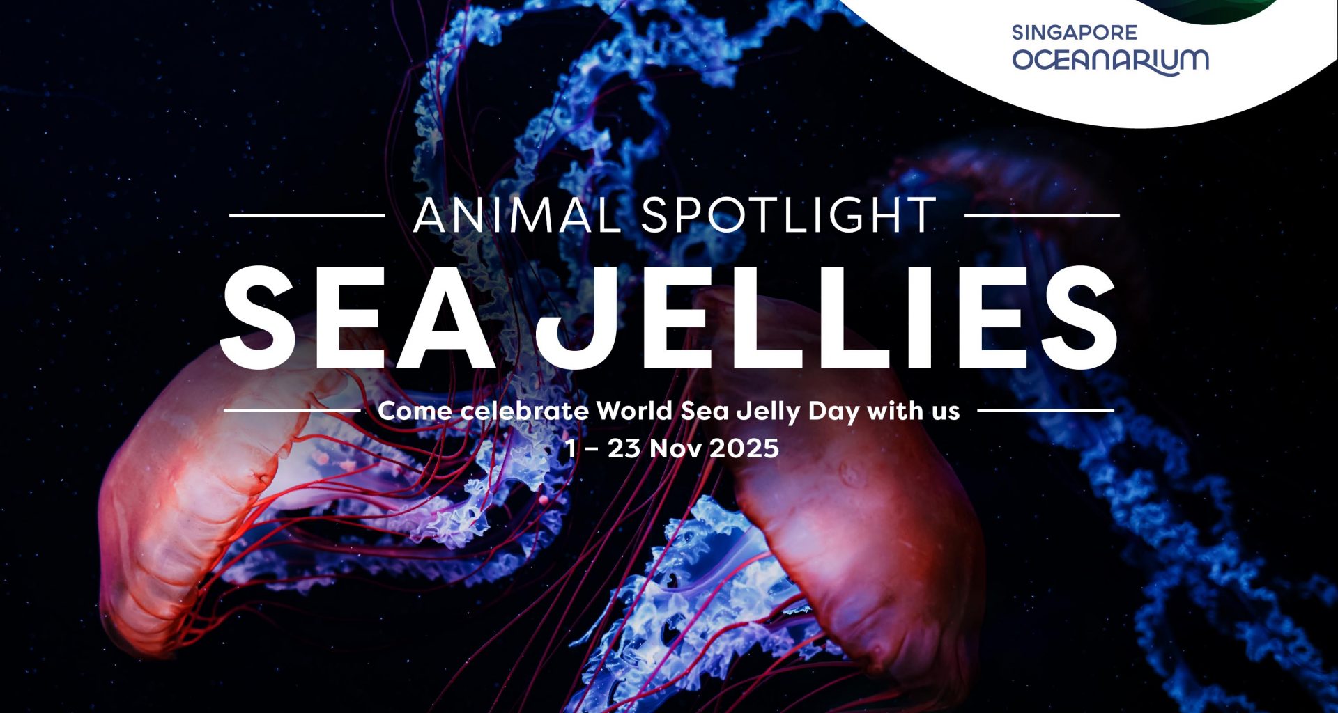 Singapore Oceanarium Shines the Spotlight on Sea Jellies for World Sea Jelly Day 2025 - Alvinology
