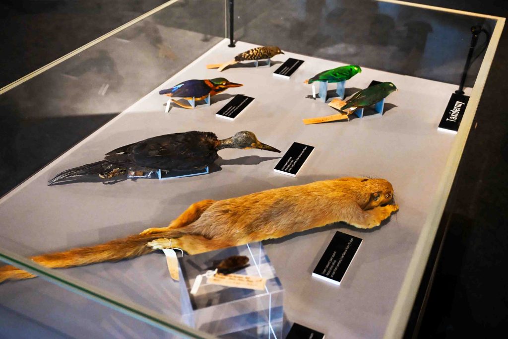 Singapore Roars Back in Time with Science Centre Singapore’s Largest Dinosaur Showcase - Alvinology