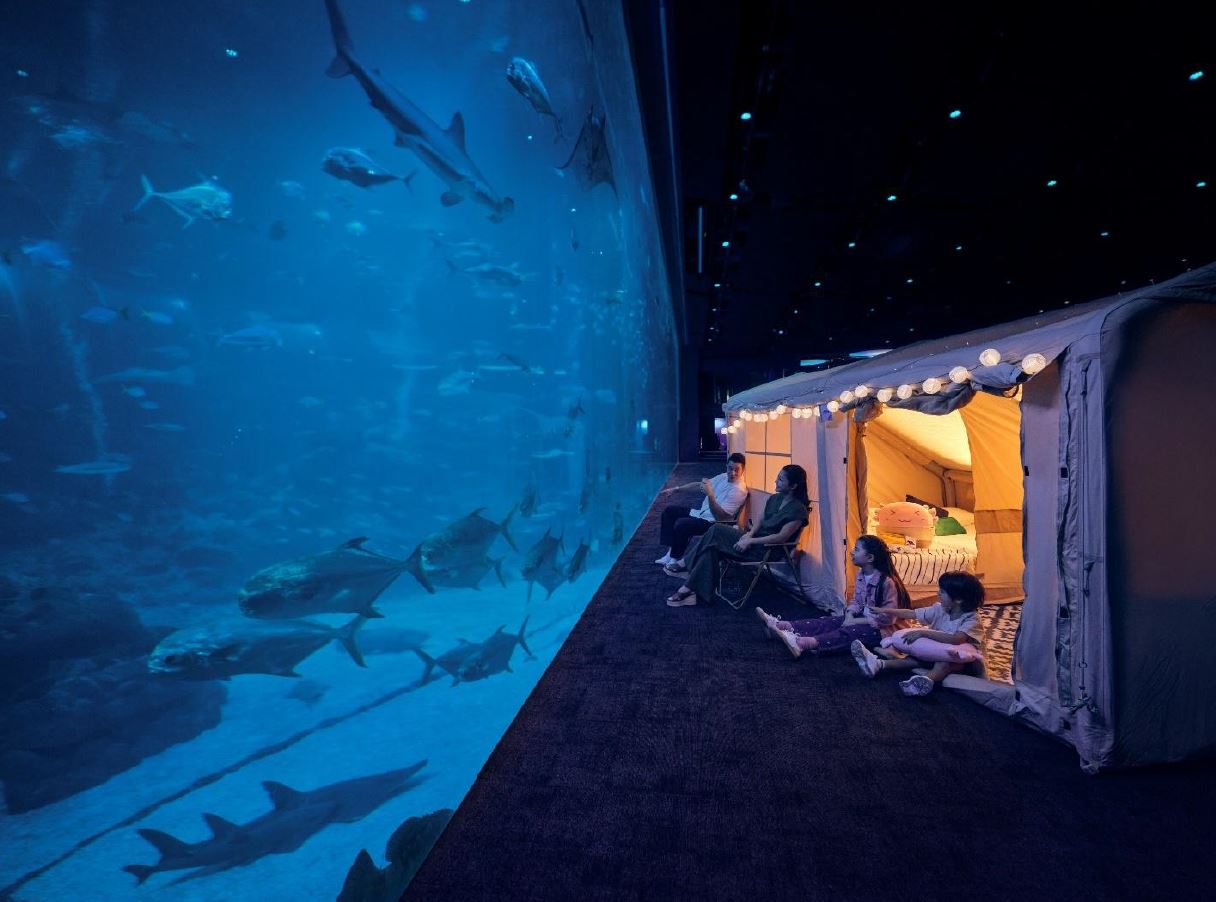Singapore Oceanarium Relaunches “Ocean Dreams”: A Magical Overnight Glamping Experience Beneath the Waves - Alvinology