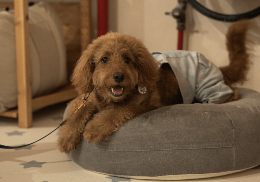 The Dog Grocer Brings Its Pawsome New Experience Store to Bukit Timah The Dog Grocer Brings Its Pawsome New Experience Store to Bukit Timah - Alvinology
