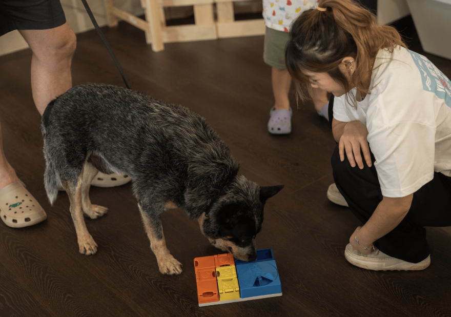 The Dog Grocer Brings Its Pawsome New Experience Store to Bukit Timah The Dog Grocer Brings Its Pawsome New Experience Store to Bukit Timah - Alvinology