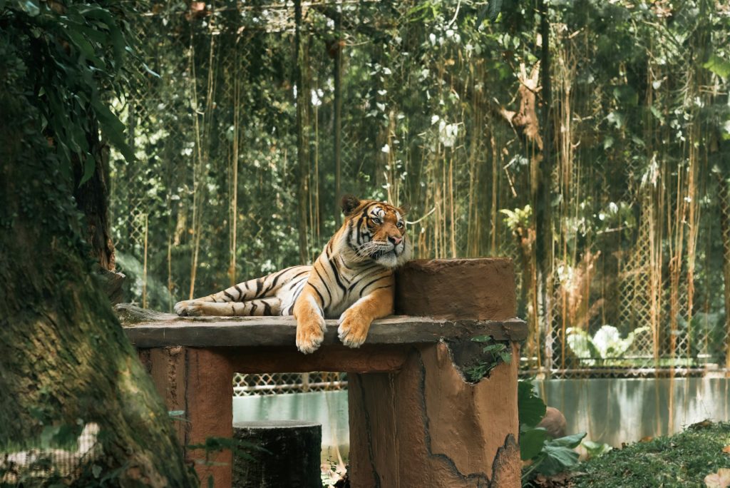 Fun Facts About Zoo Negara & 10 Must-See Animals at Zoo - Alvinology