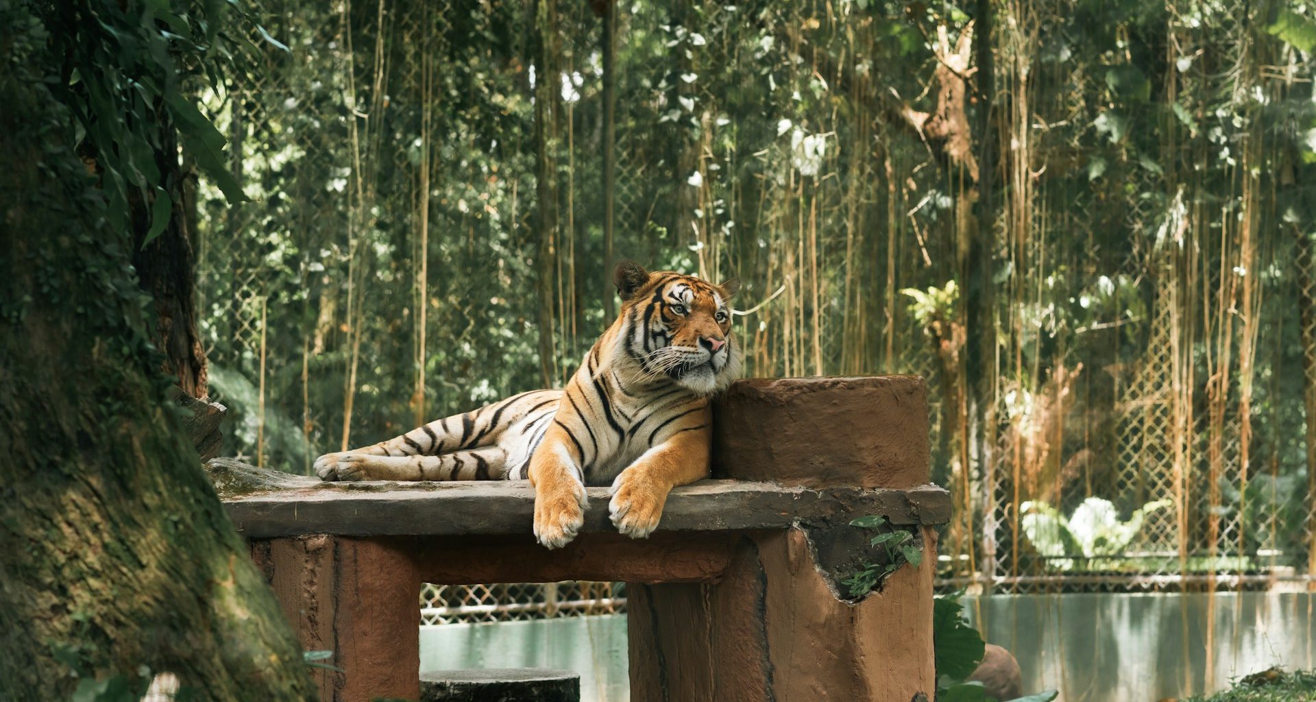 Fun Facts About Zoo Negara & 10 Must-See Animals at Zoo - Alvinology