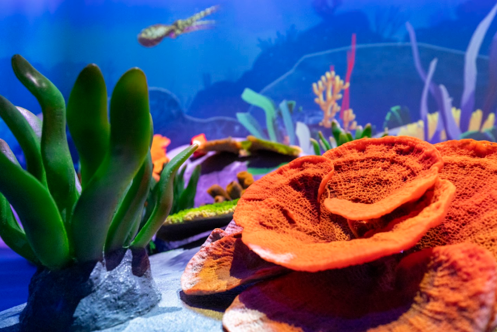 A Wild New World of Indoor Adventure: Curiosity Cove Opens at Mandai A Wild New World of Indoor Adventure: Curiosity Cove Opens at Mandai - Alvinology