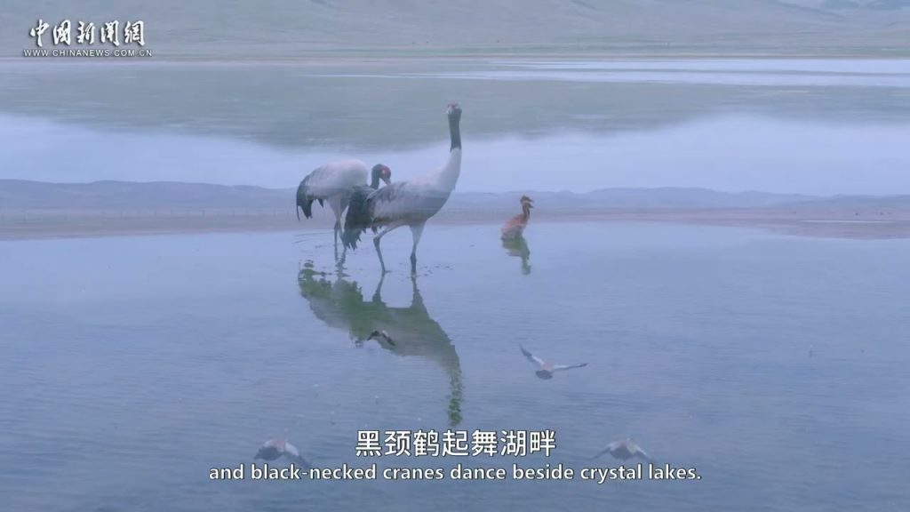 Qinghai Balances Ecological Restoration with Clean Energy Ambitions - Alvinology
