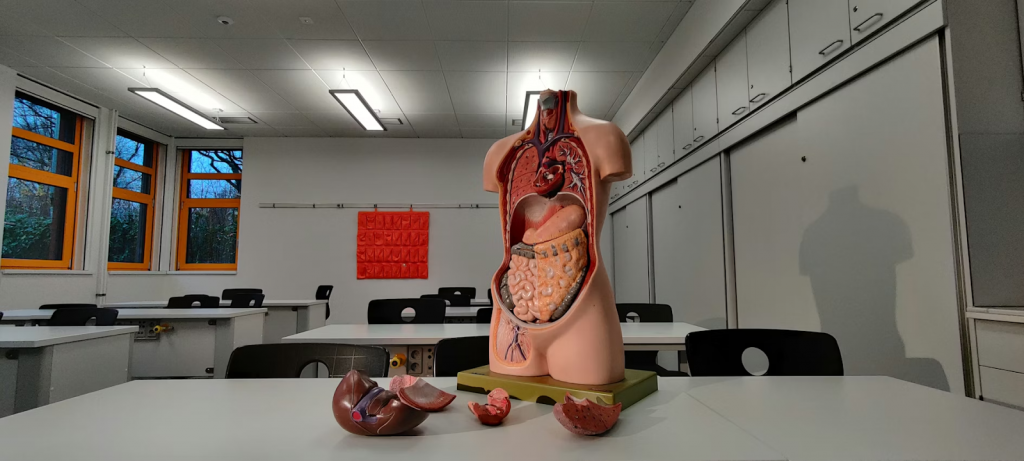 Essential Facts About Anatomical Position for Every Anatomy Buff - Alvinology