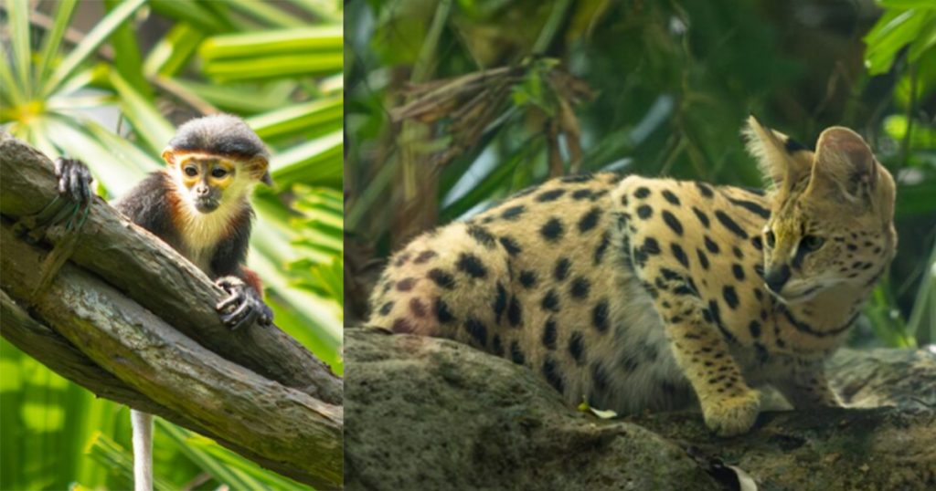Mandai Wildlife Group Welcomes Around 1,000 Animal Babies in 2025 - Alvinology
