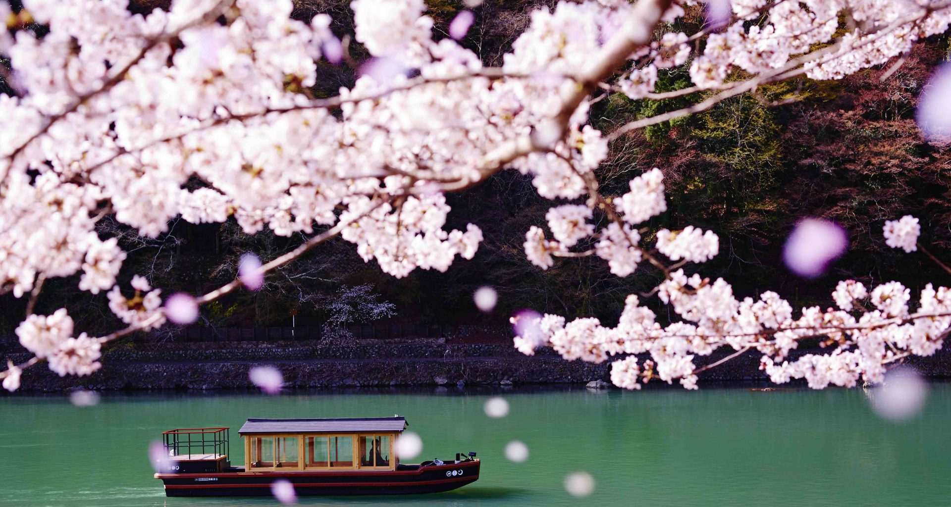 Hoshino Resorts Unveils 2026 Sakura Stays Across Japan as Cherry Blossom Season Arrives Early - Alvinology