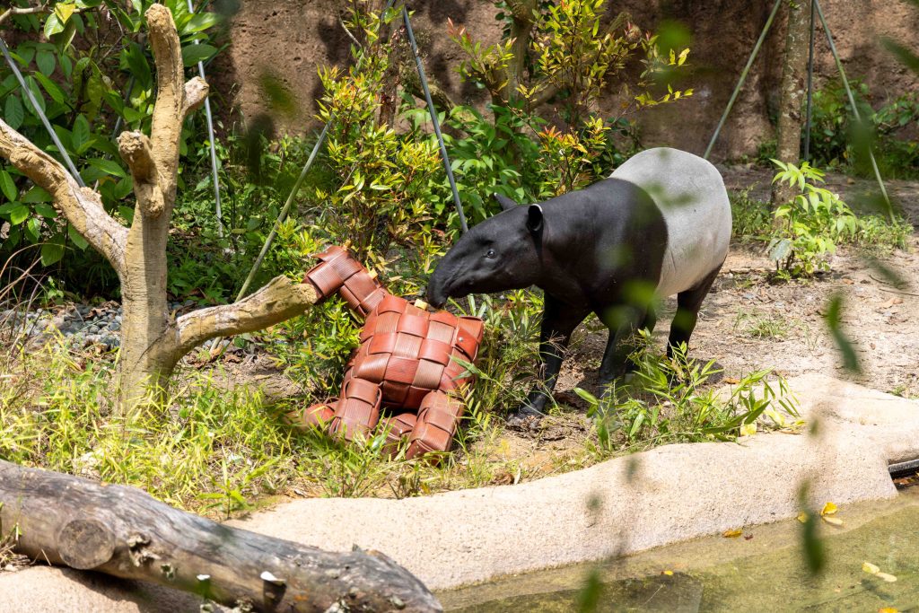 A Wildly “Horse-Picious” Lunar New Year at Mandai Wildlife Reserve - Alvinology