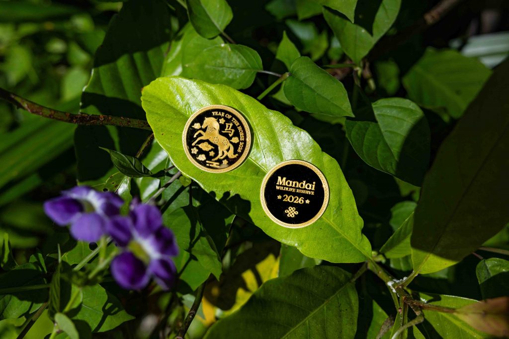 A Wildly “Horse-Picious” Lunar New Year at Mandai Wildlife Reserve - Alvinology