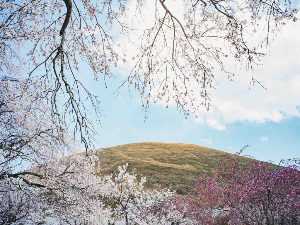 Hoshino Resorts Unveils 2026 Sakura Stays Across Japan as Cherry Blossom Season Arrives Early - Alvinology