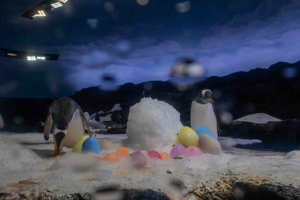 Mandai Wildlife Reserve Celebrates Easter with Singapore’s Largest Eggs-travaganza - Alvinology