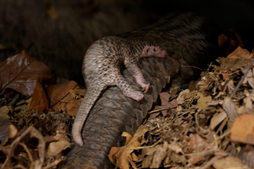 Night Safari Welcomes First Sunda Pangolin Pup in a Decade, With Another on the Way - Alvinology