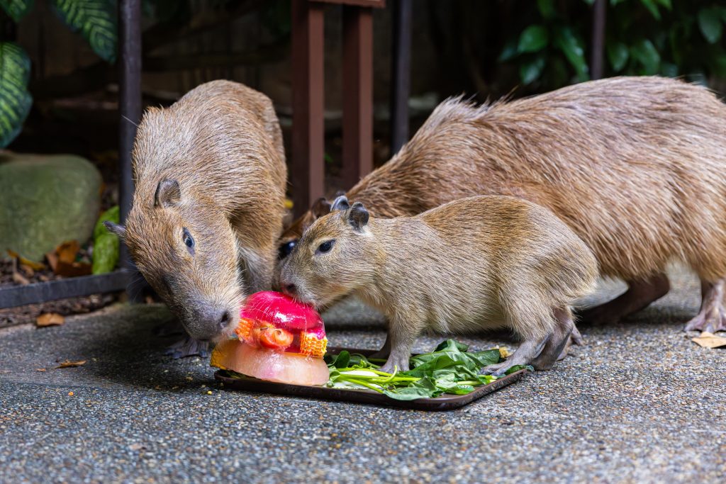 River Wonders Rolls Out a Month-Long “Capy Celebration” to Mark Capybara Pup’s 100-Day Milestone River Wonders Rolls Out a Month-Long “Capy Celebration” to Mark Capybara Pup’s 100-Day Milestone - Alvinology