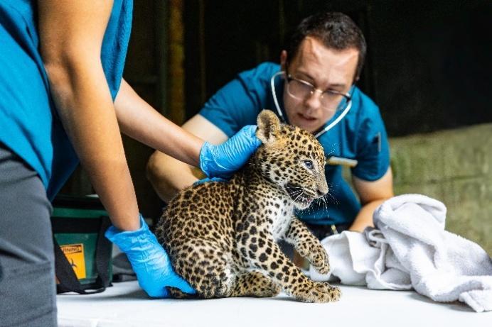 Singapore Zoo Welcomes First-Ever Sri Lankan Leopard Cub Litter to Public Singapore Zoo Welcomes First-Ever Sri Lankan Leopard Cub Litter to Public - Alvinology