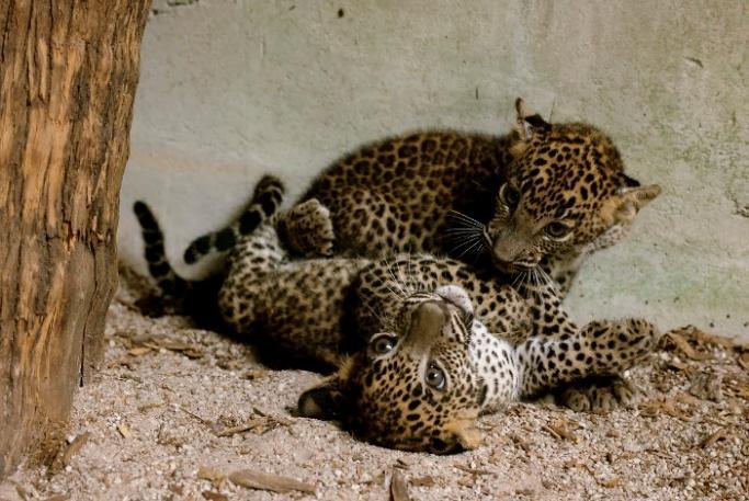 Singapore Zoo Welcomes First-Ever Sri Lankan Leopard Cub Litter to Public Singapore Zoo Welcomes First-Ever Sri Lankan Leopard Cub Litter to Public - Alvinology