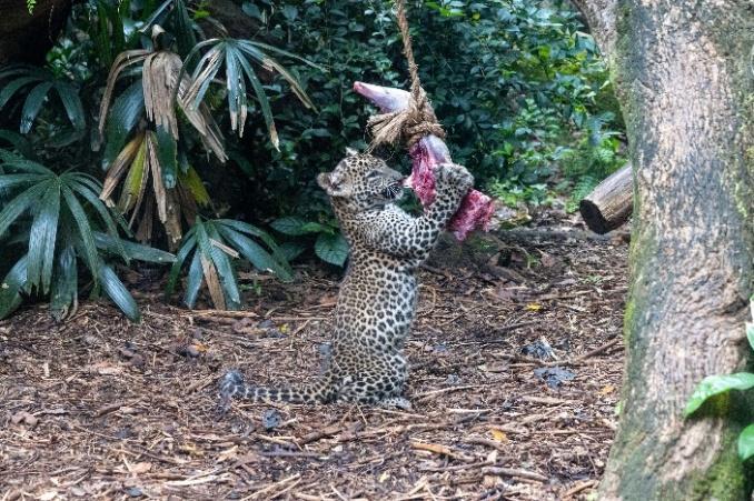 Singapore Zoo Welcomes First-Ever Sri Lankan Leopard Cub Litter to Public Singapore Zoo Welcomes First-Ever Sri Lankan Leopard Cub Litter to Public - Alvinology