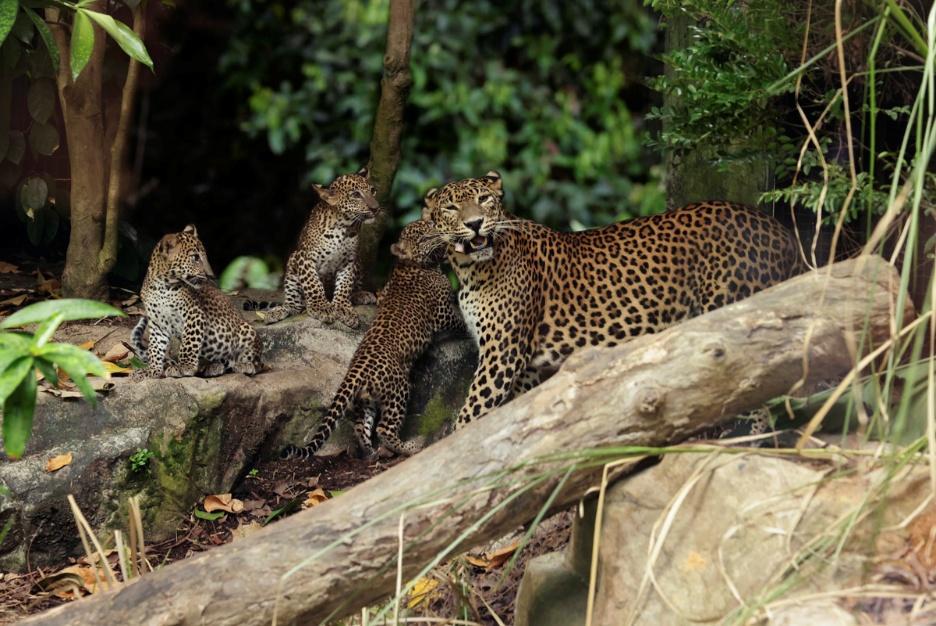 Singapore Zoo Welcomes First-Ever Sri Lankan Leopard Cub Litter to Public Singapore Zoo Welcomes First-Ever Sri Lankan Leopard Cub Litter to Public - Alvinology