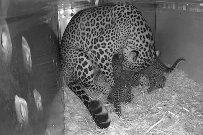 Singapore Zoo Welcomes First-Ever Sri Lankan Leopard Cub Litter to Public Singapore Zoo Welcomes First-Ever Sri Lankan Leopard Cub Litter to Public - Alvinology