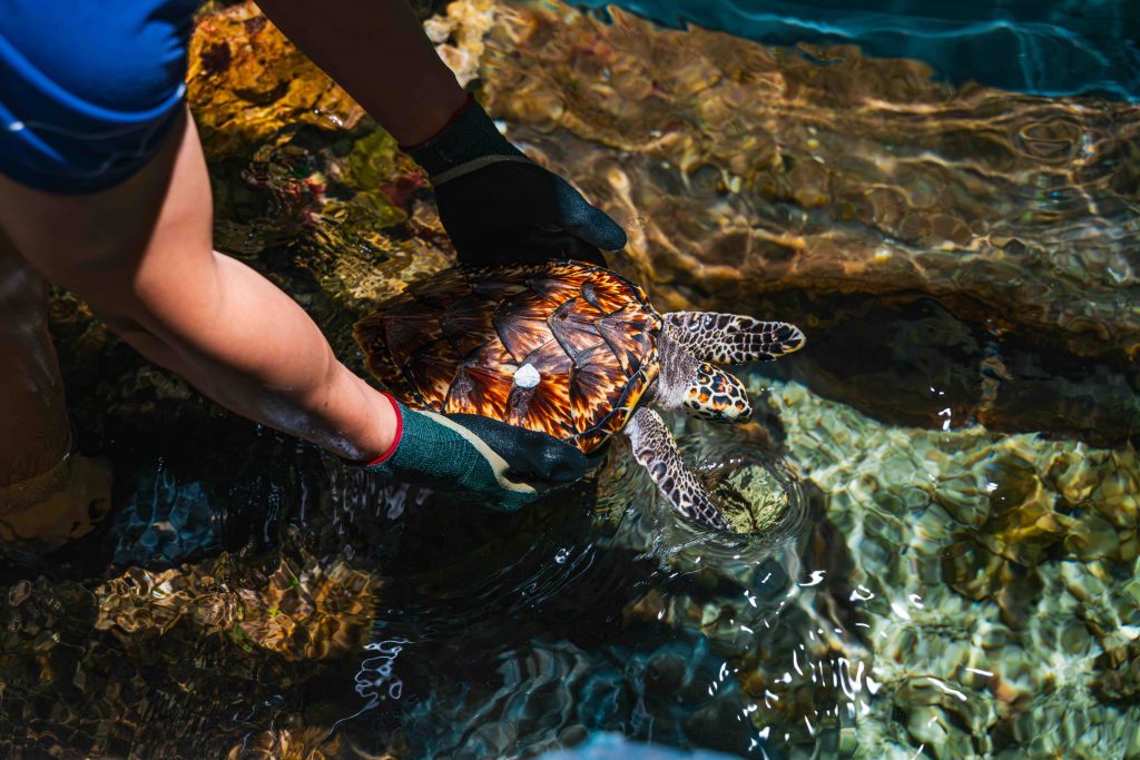 Singapore Oceanarium and NParks Give Eight Hawksbill Turtle Hatchlings a Better Chance at Survival - Alvinology