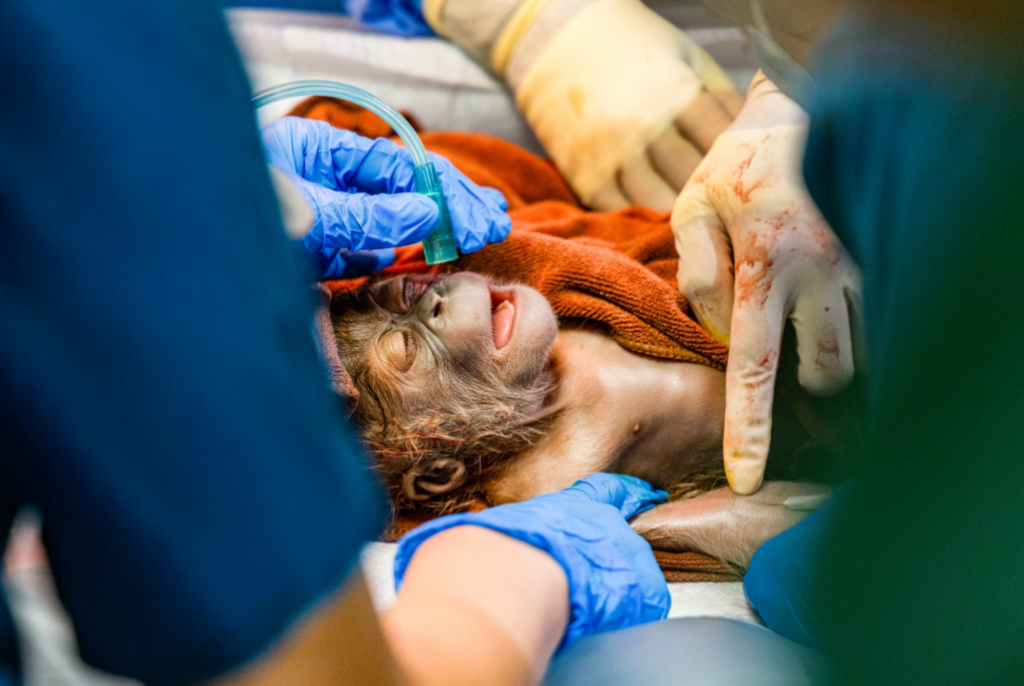 Singapore Zoo Welcomes Rare Sumatran Orangutan Birth Following Landmark Caesarean Procedure - Alvinology