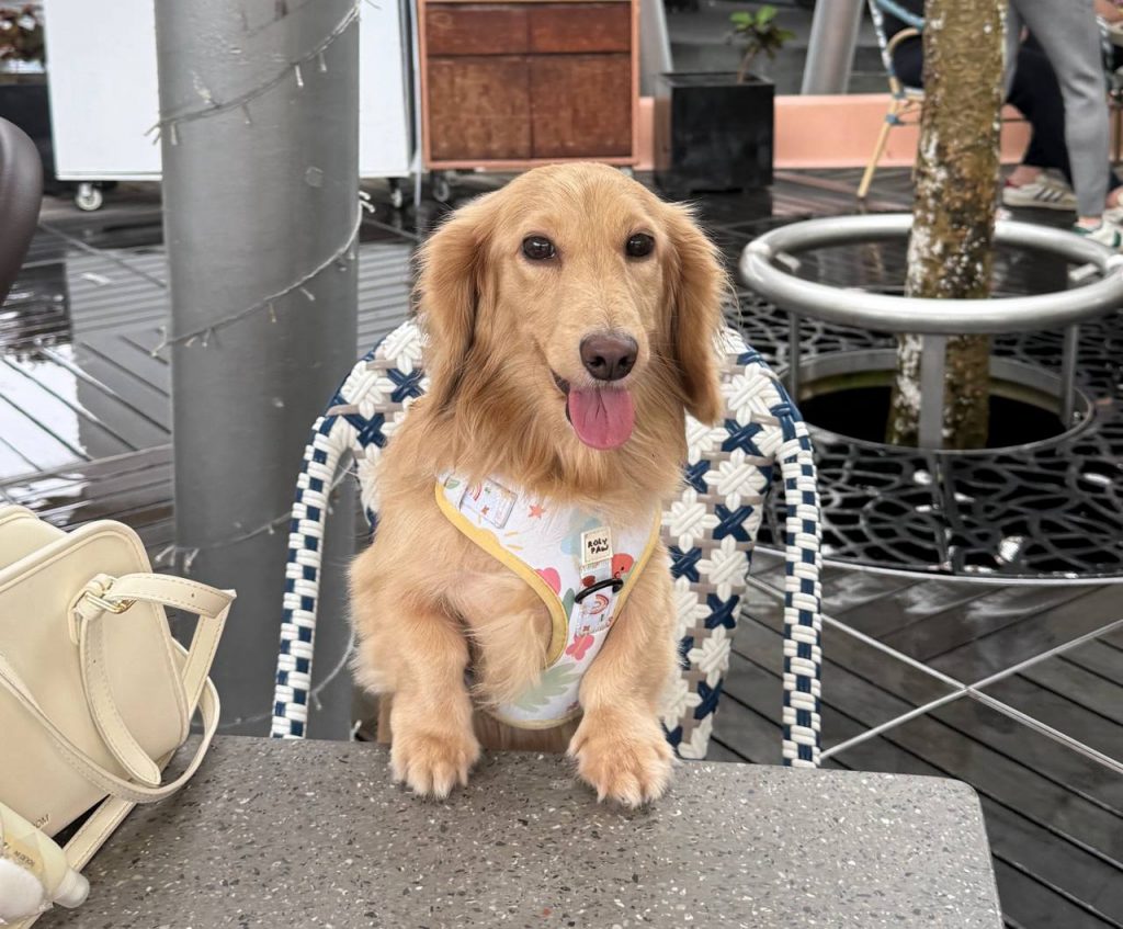 FurKids Fiesta 2026: A Pet-Lover’s Weekend Guide at CQ @ Clarke Quay FurKids Fiesta 2026: A Pet-Lover’s Weekend Guide at CQ @ Clarke Quay - Alvinology