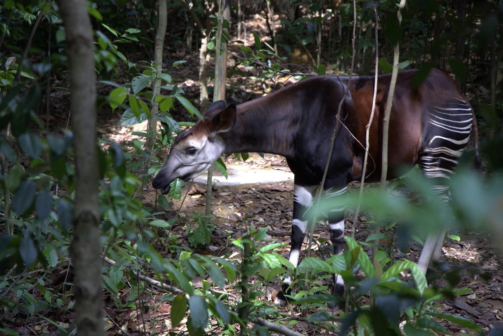 Rainforest Wild Adventure Completes Expansion with New East Zone Opening on 20 May - Alvinology