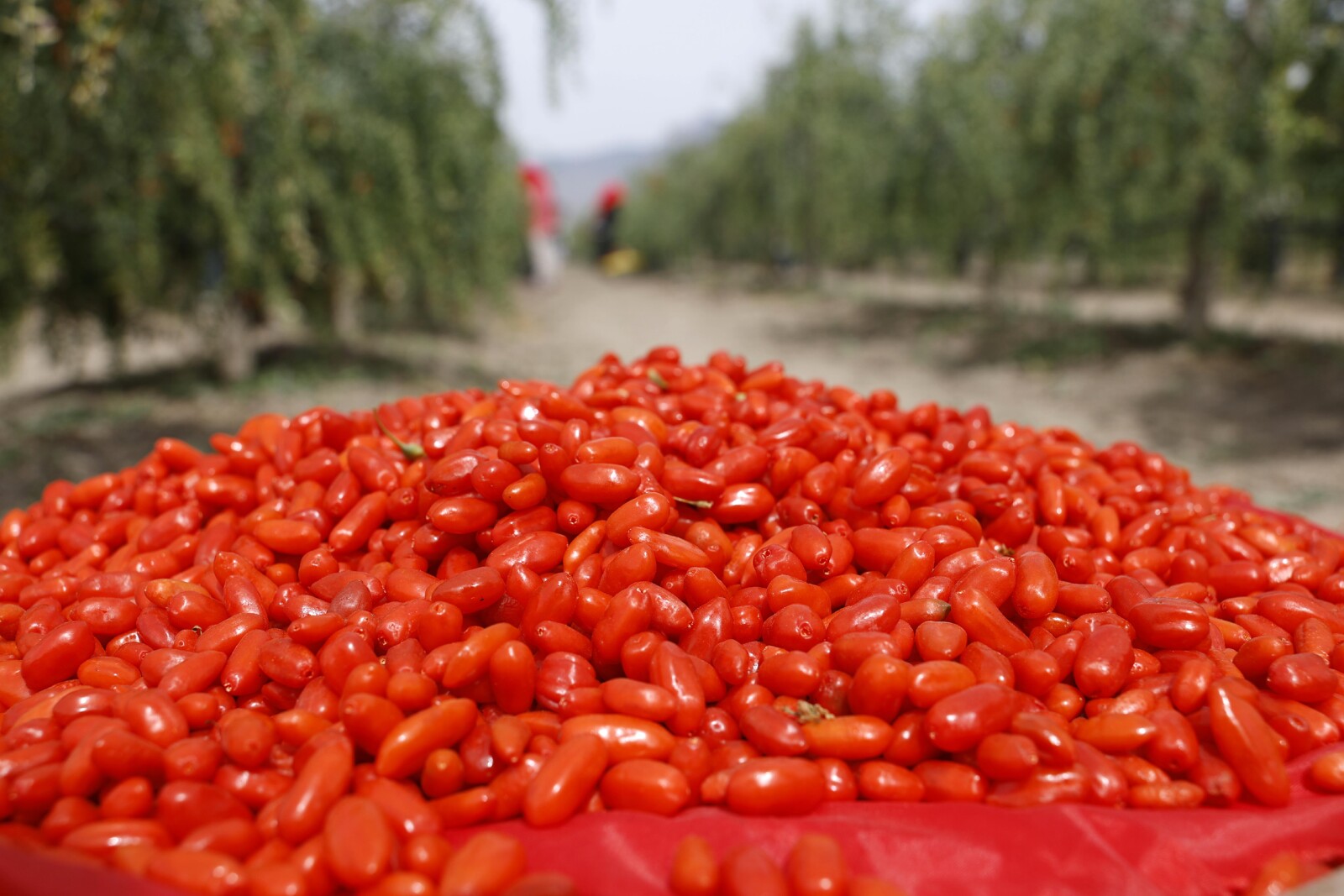 Ningxia Goji Berries