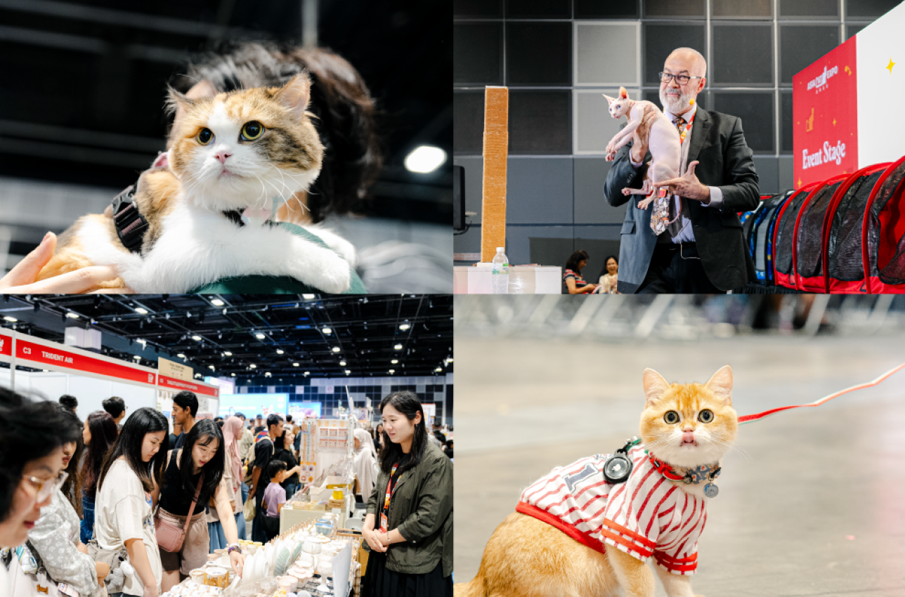 Asia Cat Expo 2026 Returns with Six-Hall Mega Event at Suntec City Featuring Cats, Hobbies, and Community Experiences - Alvinology