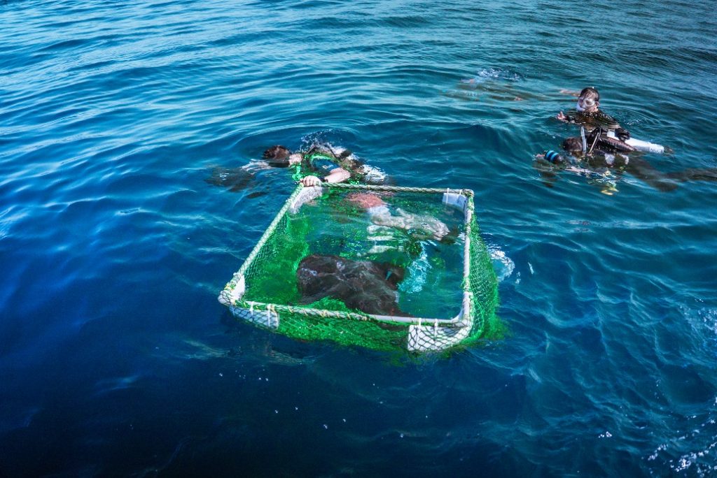 Singapore Oceanarium Marks Conservation Milestone with Wild Release of Bowmouth Guitarfish Born Under Human Care Singapore Oceanarium Marks Conservation Milestone with Wild Release of Bowmouth Guitarfish Born Under Human Care - Alvinology