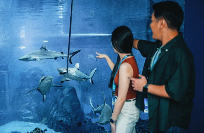 Singapore Oceanarium Launches Behind the Scenes Shark Experience for World Shark Awareness Day Singapore Oceanarium Launches Behind the Scenes Shark Experience for World Shark Awareness Day - Alvinology