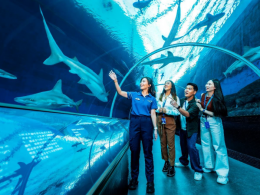 Singapore Oceanarium Launches Behind the Scenes Shark Experience for World Shark Awareness Day - Alvinology