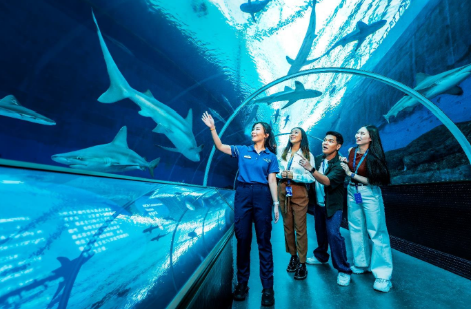 Singapore Oceanarium Launches Behind the Scenes Shark Experience for World Shark Awareness Day - Alvinology
