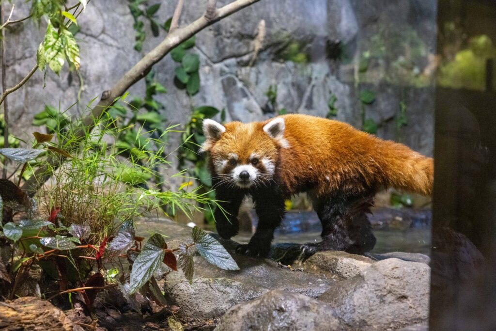 River Wonders Welcomes New Red Panda Yaffa Ahead of National Day Weekend Debut River Wonders Welcomes New Red Panda Yaffa Ahead of National Day Weekend Debut - Alvinology