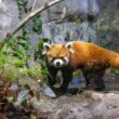 River Wonders Welcomes New Red Panda Yaffa Ahead of National Day Weekend Debut - Alvinology