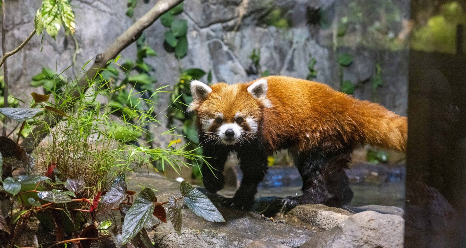 River Wonders Welcomes New Red Panda Yaffa Ahead of National Day Weekend Debut - Alvinology