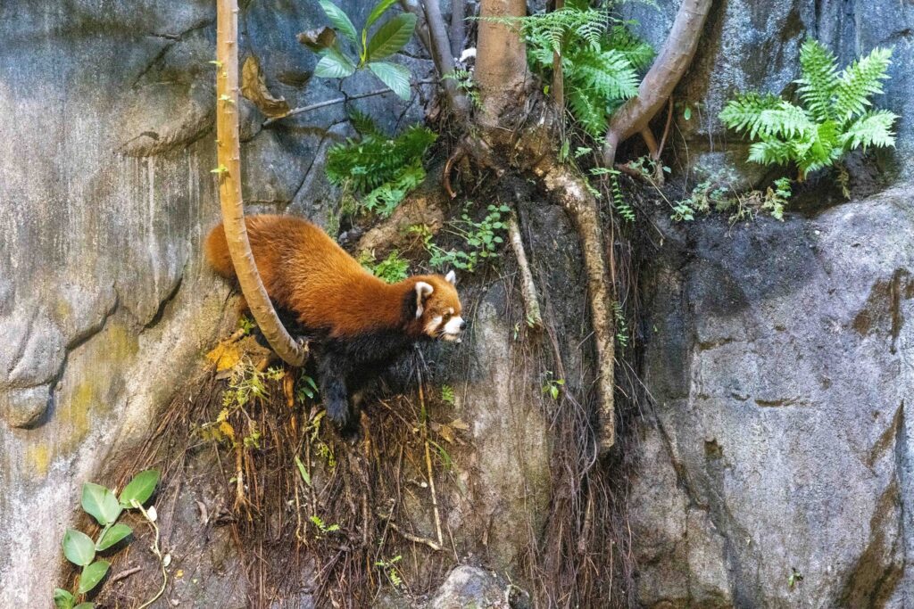 River Wonders Welcomes New Red Panda Yaffa Ahead of National Day Weekend Debut River Wonders Welcomes New Red Panda Yaffa Ahead of National Day Weekend Debut - Alvinology
