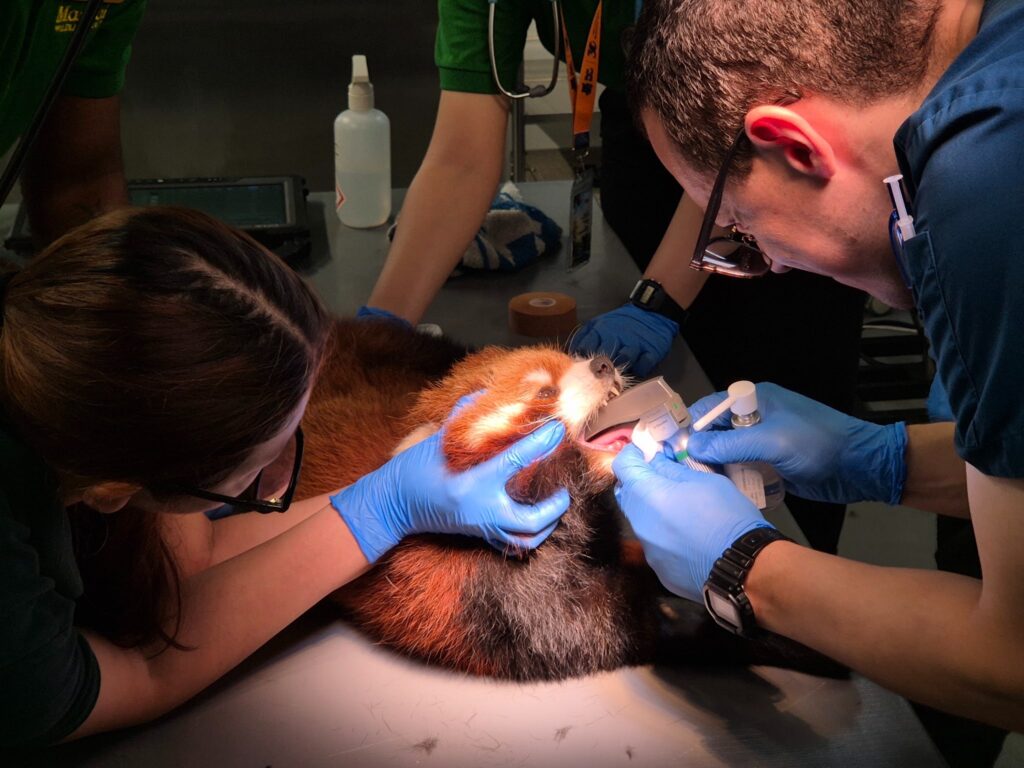 River Wonders Welcomes New Red Panda Yaffa Ahead of National Day Weekend Debut River Wonders Welcomes New Red Panda Yaffa Ahead of National Day Weekend Debut - Alvinology