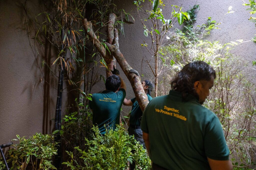River Wonders Welcomes New Red Panda Yaffa Ahead of National Day Weekend Debut River Wonders Welcomes New Red Panda Yaffa Ahead of National Day Weekend Debut - Alvinology