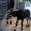 Rainforest Wild Adventure Welcomes Southeast Asia’s First Okapi Calf - Alvinology