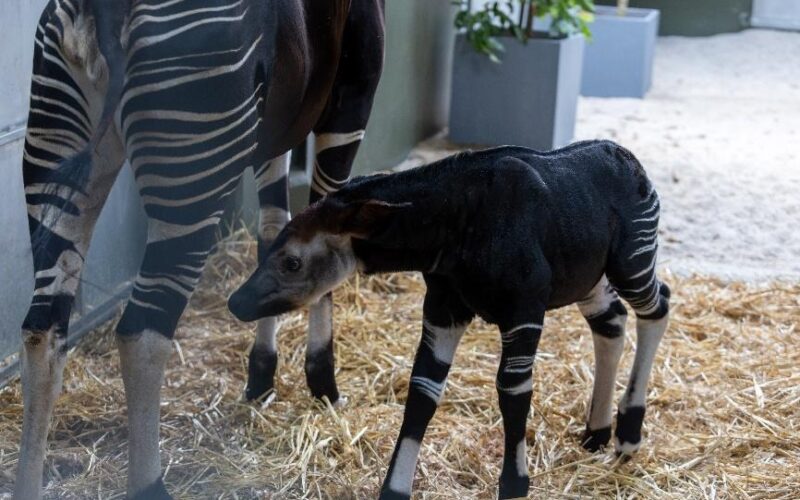 Rainforest Wild Adventure Welcomes Southeast Asia’s First Okapi Calf - Alvinology