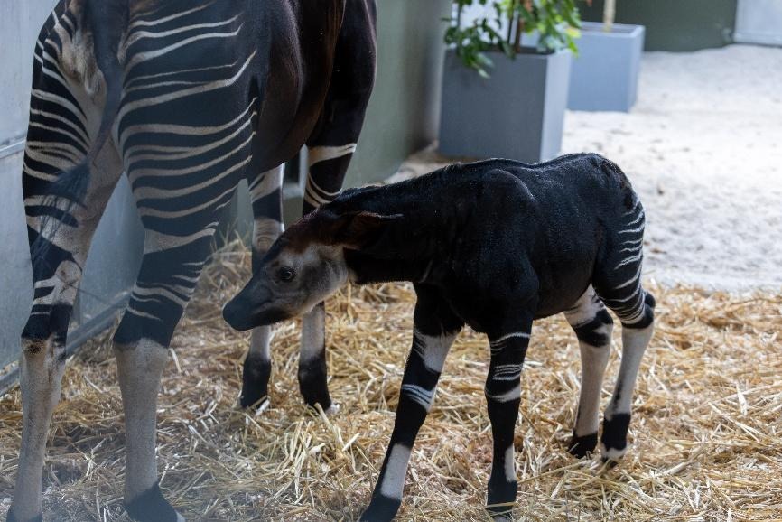 Rainforest Wild Adventure Welcomes Southeast Asia’s First Okapi Calf - Alvinology