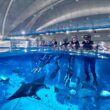 Resorts World Sentosa Launches Singapore’s Only Oceanarium Snorkelling Experience for Beginners - Alvinology